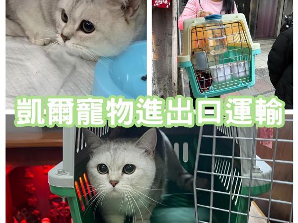 2025/01/09『柬埔寨飛台灣』曼赤肯貓咪柬埔寨飛回台灣囉~~~